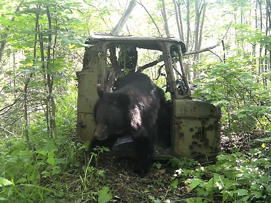 В Приморье сняли на видео медведей, тигра и бурундука в кабине грузовика